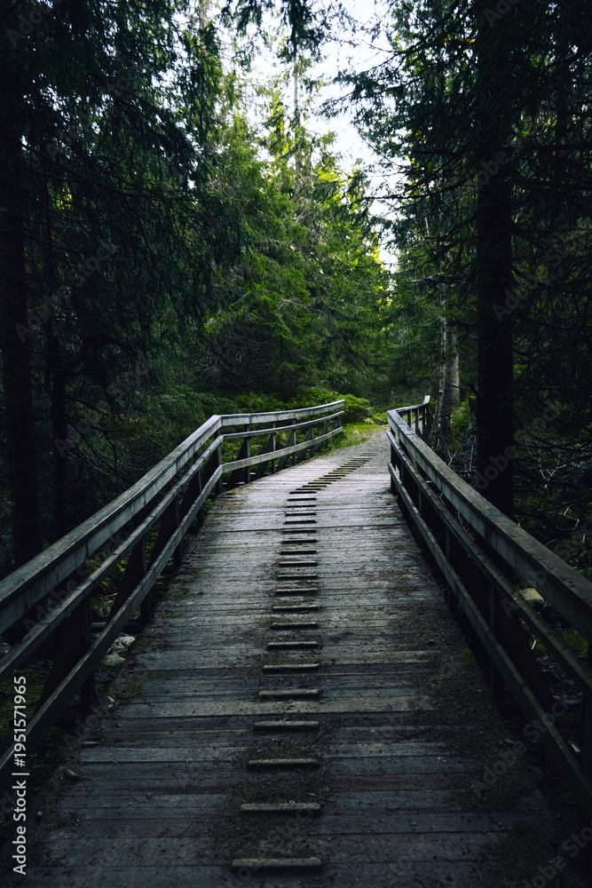 Obraz premium path in the forest