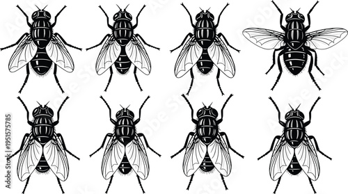 Collection of fly insect silhouettes detailed wings and body anatomy vector illustration set isolated on light background for entomology and design use