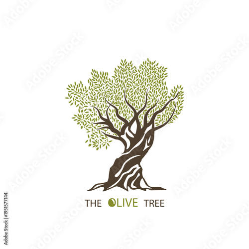 Olive tree on a white background.