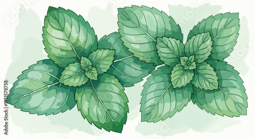 Illustration of two bunches of fresh green mint leaves on a light green background with white space.