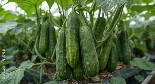 Greenhouse-grown cucumbers showing prolific fruiting on vigorous plants