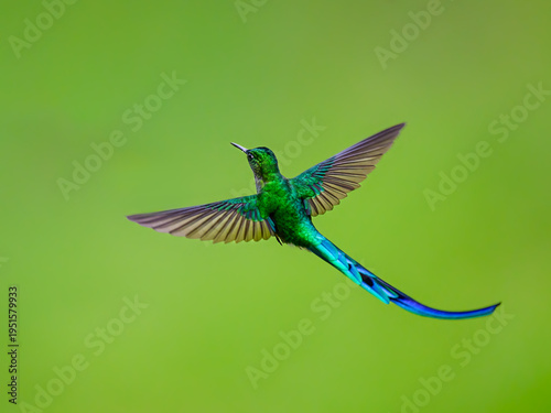 Male Long-tailed Sylph Hummingbird Hovering In Flight
