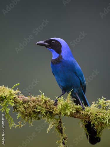 Black-collared Jay Perched On Mossy Branch In Cloud Forest