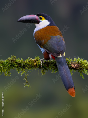 Black-billed Mountain-Toucan Perched on Mossy Branch in Cloud Forest
