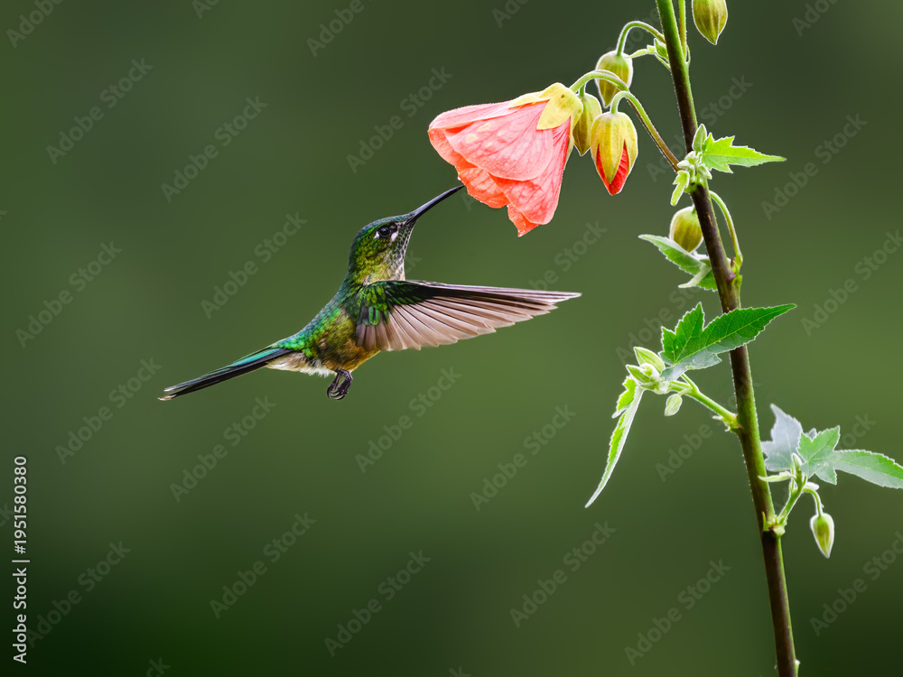 Obraz premium Female Long-tailed Sylph Hummingbird Hovering and Feeding on Pink Abutilon Flower