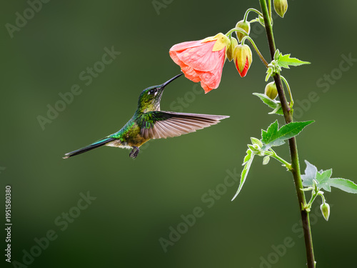 Female Long-tailed Sylph Hummingbird Hovering and Feeding on Pink Abutilon Flower