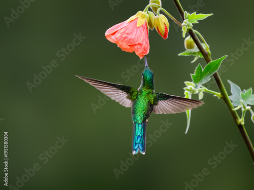 Long-tailed Sylph Hummingbird Feeding on Nectar from Abutilon Flower
