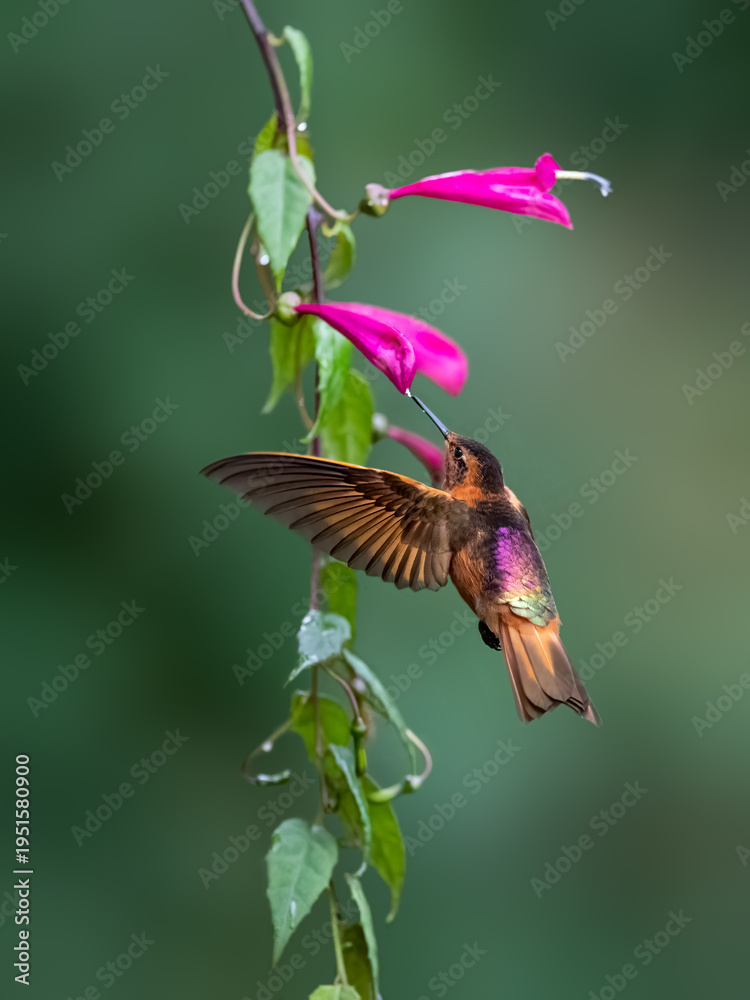 Fototapeta premium Shining Sunbeam Hummingbird Feeding From Pink Tubular Flowers