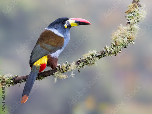 Black-billed Mountain-Toucan Perched on Mossy Branch in Cloud Forest