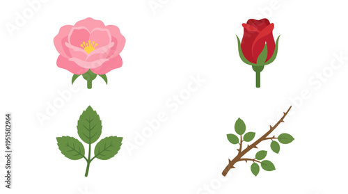 Vibrant flat design rose elements pink bloom red bud green leaves and thorny stem illustration.