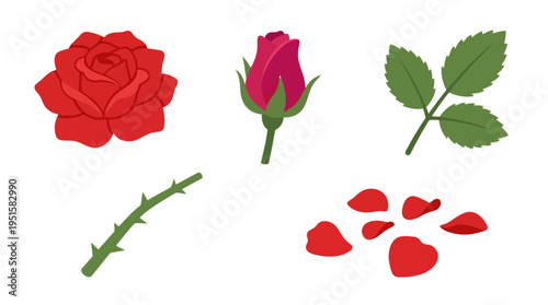 Vibrant red rose bloom pink bud green leaves thorny stem and scattered petals presented as a botanical collection.