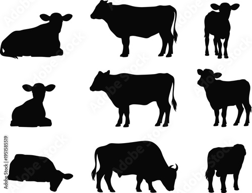 Cow silhouettes collection, cattle farm animal poses set, livestock vector illustration, black cow shapes isolated, dairy farming design