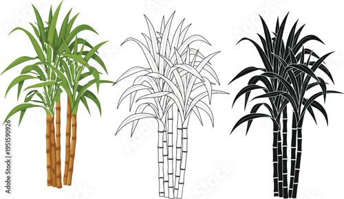 Sugarcane plant vector set with green leaves and stalks including colorful flat design black silhouette and outline icons for agriculture agriculture