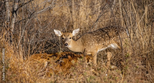 Roe deer exploring diverse ...