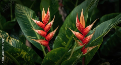 Bright variegated heliconia...