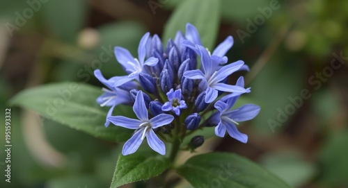 Herbal Baikal skullcap plan...