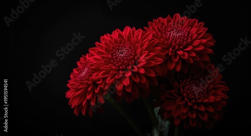Red chrysanthemum blooms ar...