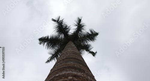 Looking up at a single palm...