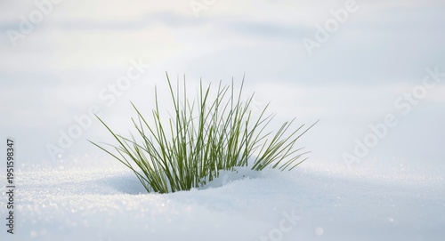 Grass blades partially hidd...