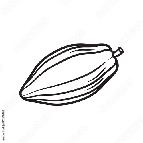 Cocoa pod illustration isolated on white background