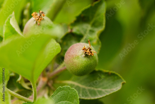 Fényképezés Young unripe green apples growing on a branch in the garden.
