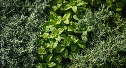 Fresh garden herbs such as ...