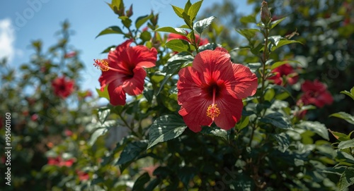 Red hibiscus flowers in a l...