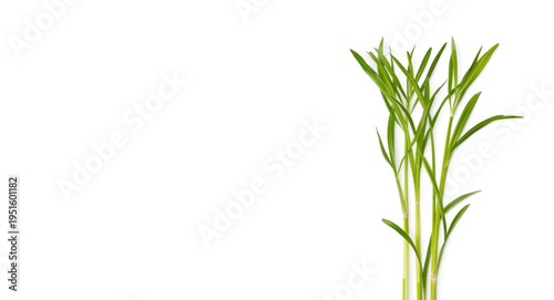 Organic lemongrass herb iso...