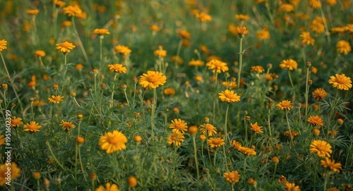 Herb meadow covered with bl...