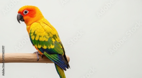 A vibrant sun conure perched on a wooden rod against a clean and simple light grey background