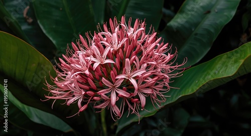Fragile pink blooms of a tr...