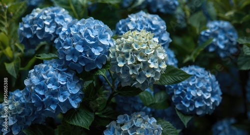 Hydrangea blossoms in full ...