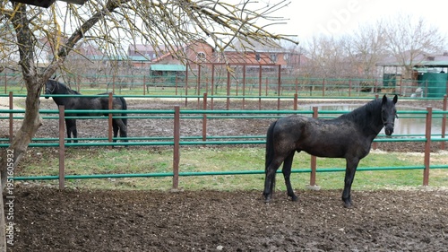 Two brown horses standing in outdoor paddocks at a stable on an overcast day following rain, with muddy ground; horses kept on a farm; horses for equestrian sports at a stable.
