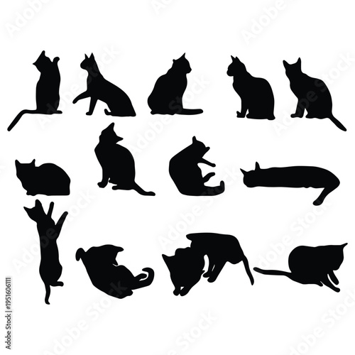 Cute Little Kittens Playing Together Isolated on White Background