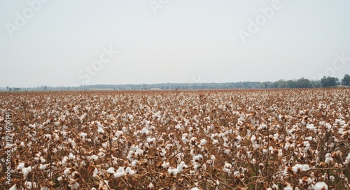 Rustic cotton field scenery...