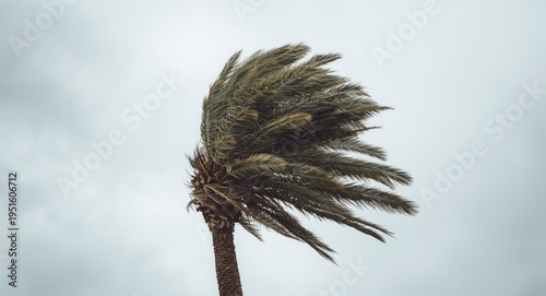 Large palm tree flexes powe...