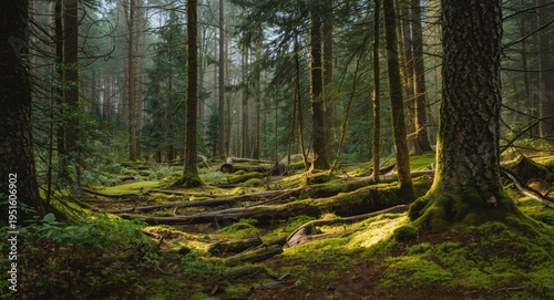 Peaceful woodland view feat...