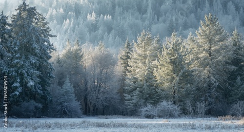 Frost covered pine and deci...