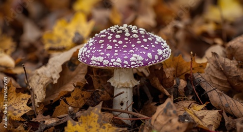 Purple toadstool flourishin...