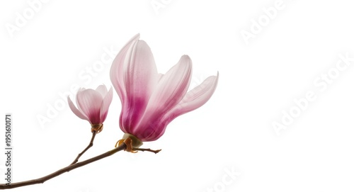 Isolated magnolia blooms in...