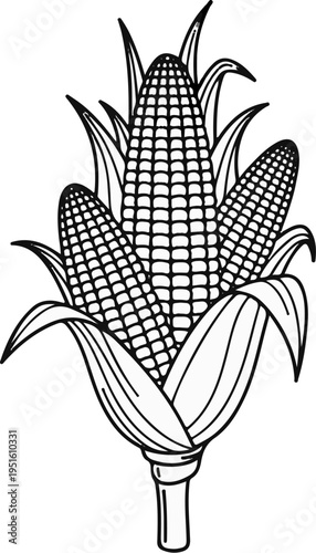 Black and white illustration of three corn cobs with leaves and stem