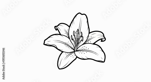 Delicate black and white line drawing of a single lily flower with prominent petals and center