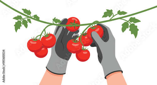 Hands wearing grey gloves are harvesting ripe red tomatoes from a green vine against a white background.