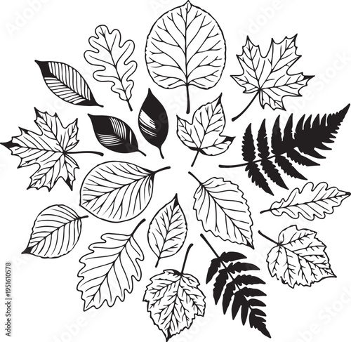 Vector leaf coloring book page with various leaves