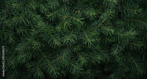 Healthy pine tree backgroun...