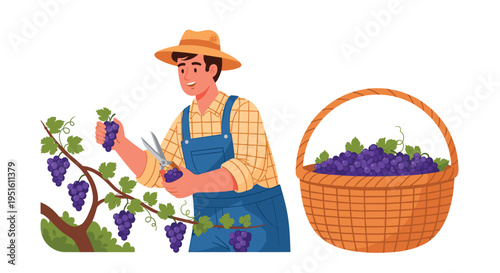 A male farmer wearing a straw hat and blue overalls cuts purple grapes from a vine with scissors next to a full basket.