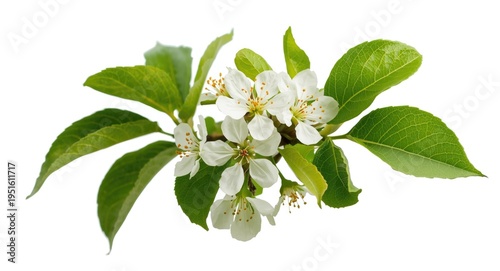 Closeup of a flowering appl...