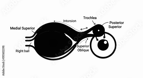 Diagram illustrating eye anatomy and muscle mechanics