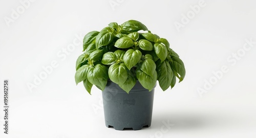 Fresh aromatic basil plant ...