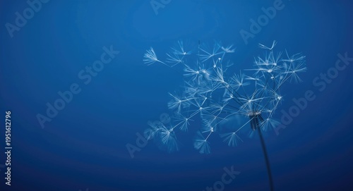 Fine dandelion seeds caught...